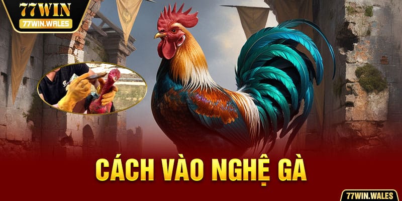 cách vào nghệ gà