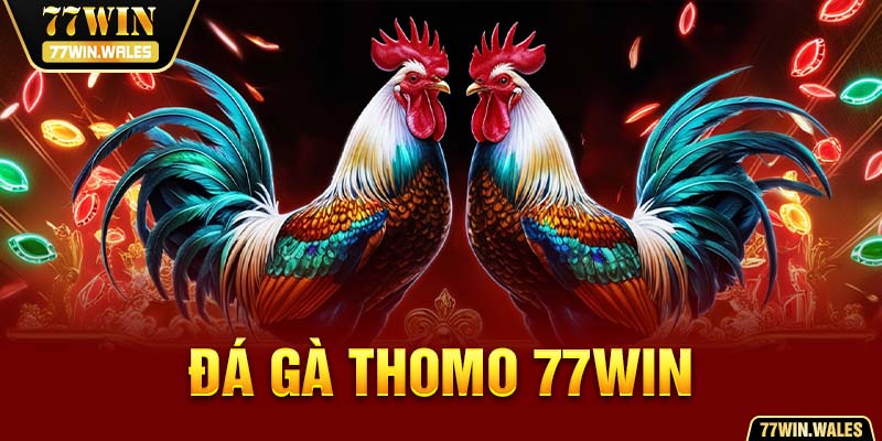 đá gà thomo 77win